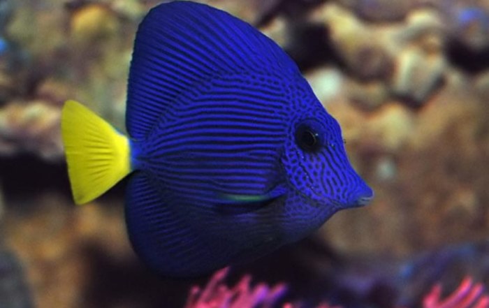 Acquario aperto di acqua dolce - Animali In vendita a Napoli