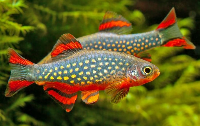 Acquario aperto di acqua dolce - Animali In vendita a Napoli